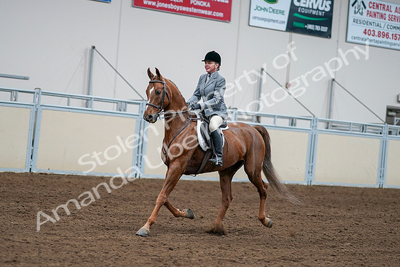 2020 - AB Morgan Horse - Sat, Sept 05 - 03270