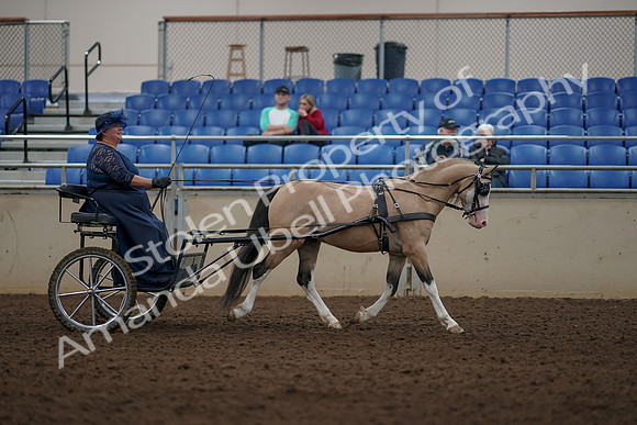 2019 Morgan Horse Show - Aug 31, 2019 - 04447
