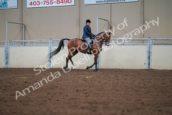 2019 Morgan Horse Show - Aug 30, 2019 - 20973