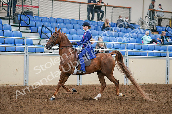 2020 - AB Morgan Horse - Fri, Sept 04 - 04882