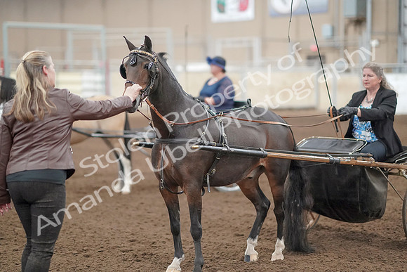 2019 Morgan Horse Show - Aug 31, 2019 - 04546