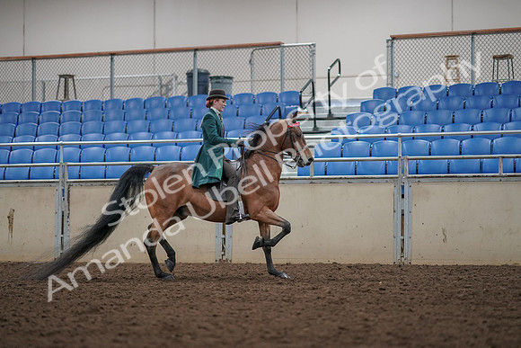 2019 Morgan Horse Show - Aug 30, 2019 - 28072