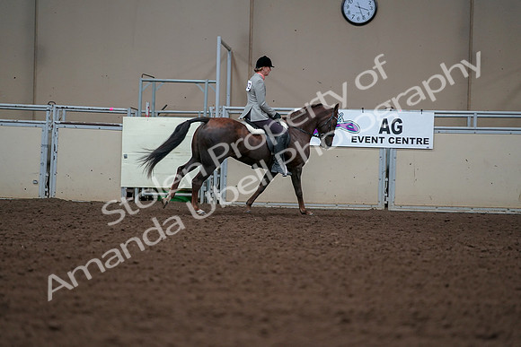 2019 Morgan Horse Show - Aug 30, 2019 - 18570