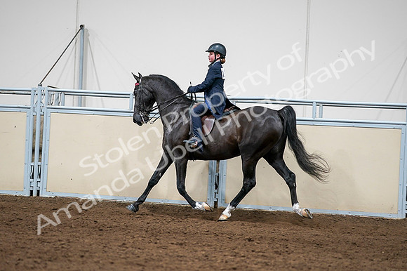 2020 - AB Morgan Horse - Fri, Sept 04 - 03267