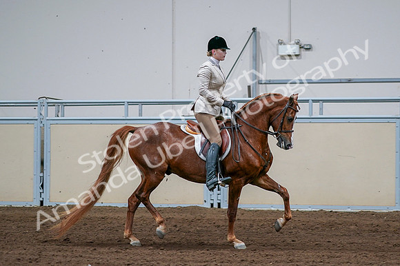 2020 - AB Morgan Horse - Fri, Sept 04 - 01722