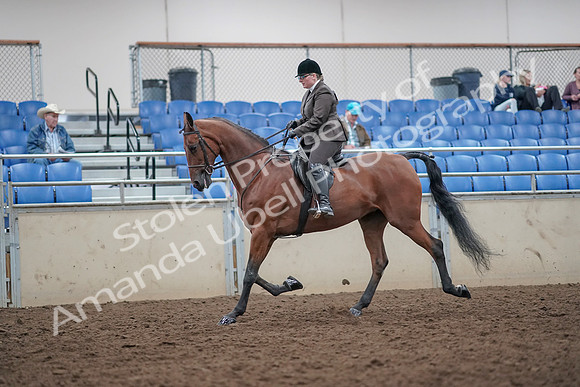 2019 Morgan Horse Show - Aug 31, 2019 - 14847