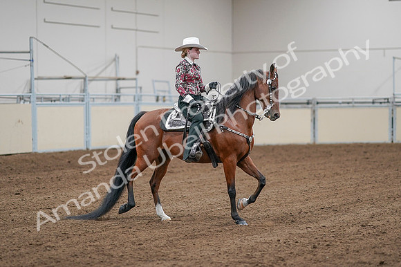 2020 - AB Morgan Horse - Fri, Sept 04 - 08493