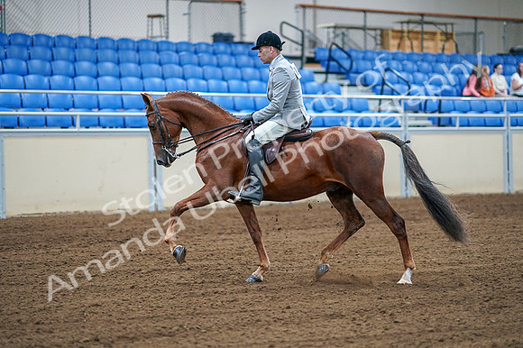 2020 - AB Morgan Horse - Fri, Sept 04 - 01475