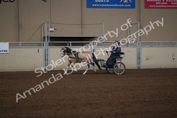 2019 Morgan Horse Show - Aug 31, 2019 - 04329