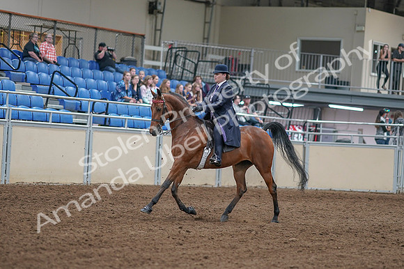 2020 - AB Morgan Horse - Fri, Sept 04 - 11201