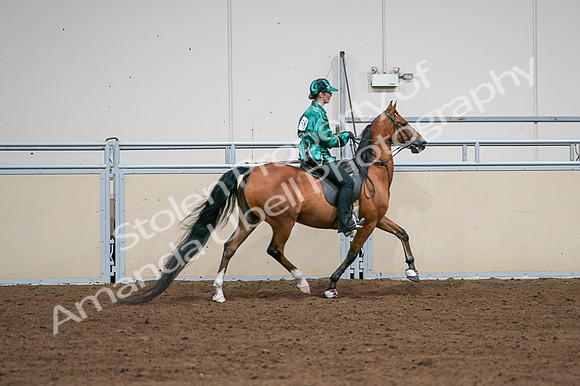 2020 - AB Morgan Horse - Fri, Sept 04 - 08701