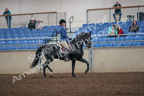 2019 Morgan Horse Show - Aug 31, 2019 - 07473