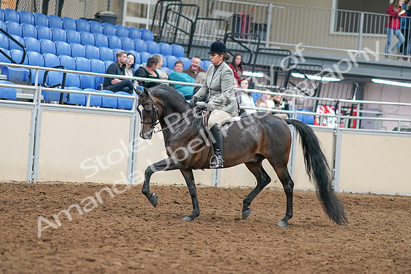 2020 - AB Morgan Horse - Sat, Sept 05 - 14305