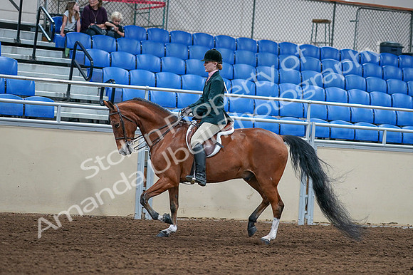 2020 - AB Morgan Horse - Fri, Sept 04 - 01559