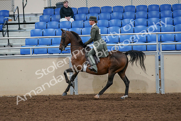 2020 - AB Morgan Horse - Fri, Sept 04 - 03327