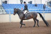 2019 Morgan Horse Show - Sept 01, 2019 - 03997