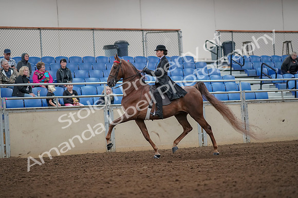 2019 Morgan Horse Show - Aug 30, 2019 - 24964