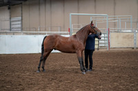2019 Morgan Horse Show - Aug 31, 2019 - 01002