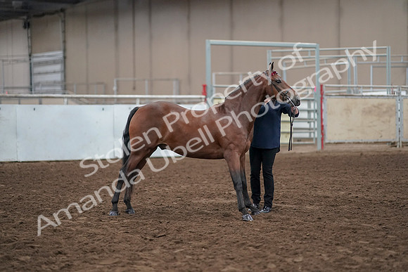 2019 Morgan Horse Show - Aug 31, 2019 - 01002