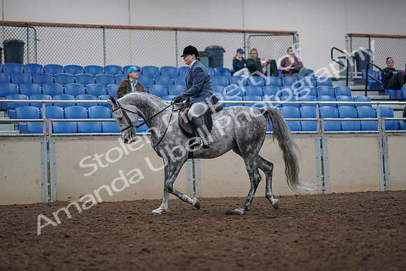 2019 Morgan Horse Show - Aug 31, 2019 - 14763