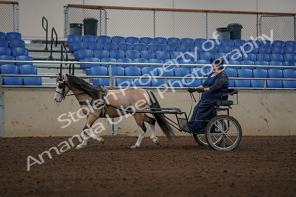 2019 Morgan Horse Show - Aug 31, 2019 - 04344