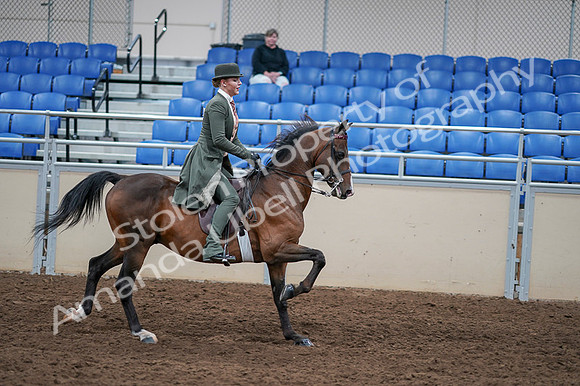 2020 - AB Morgan Horse - Fri, Sept 04 - 03442