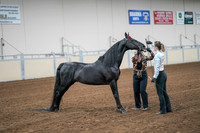 2020 - AB Morgan Horse - Sat, Sept 05 - 00055