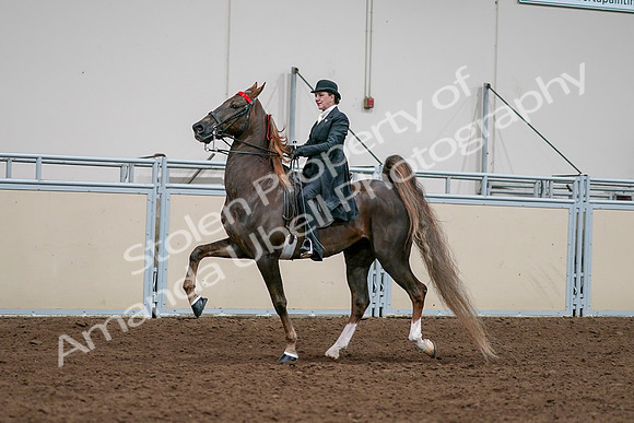 2020 - AB Morgan Horse - Sat, Sept 05 - 13118