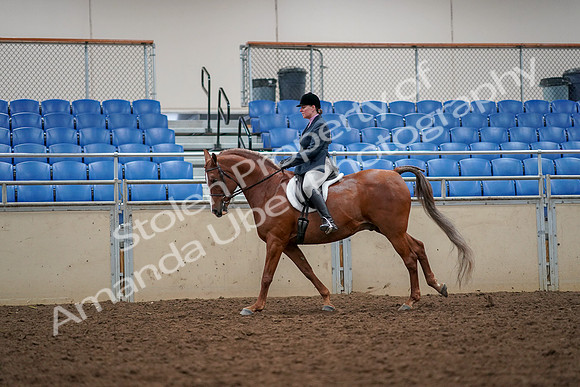 2019 Morgan Horse Show - Aug 30, 2019 - 22407