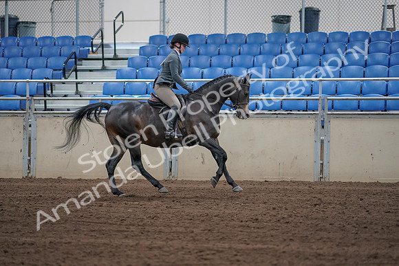 2019 Morgan Horse Show - Sept 01, 2019 - 11096