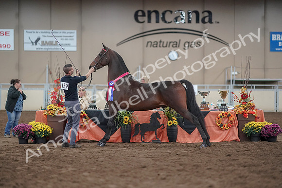 2019 Morgan Horse Show - Aug 31, 2019 - 03819