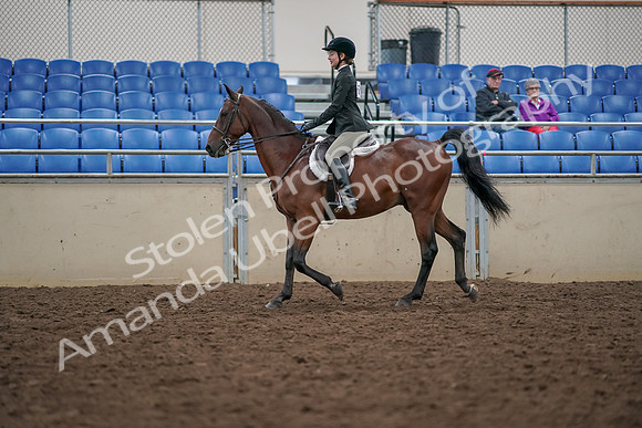 2019 Morgan Horse Show - Aug 30, 2019 - 20267