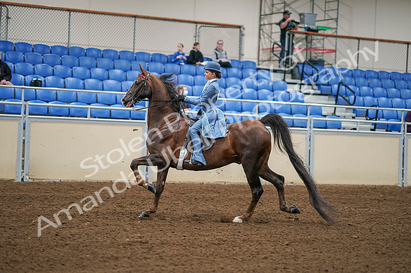 2020 - AB Morgan Horse - Fri, Sept 04 - 04859