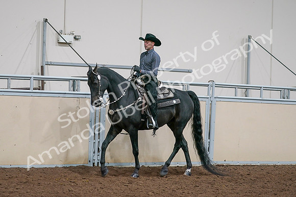 2020 - AB Morgan Horse - Fri, Sept 04 - 08524