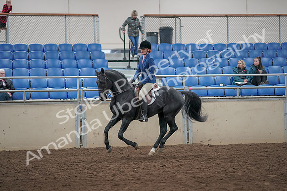 2019 Morgan Horse Show - Aug 31, 2019 - 07349