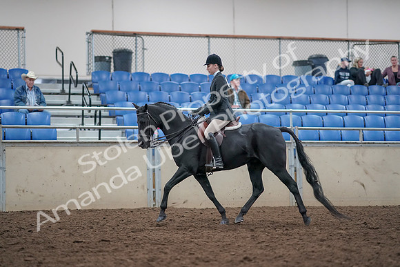 2019 Morgan Horse Show - Aug 31, 2019 - 14974