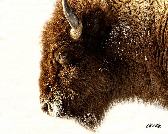 NA wild animals - 006