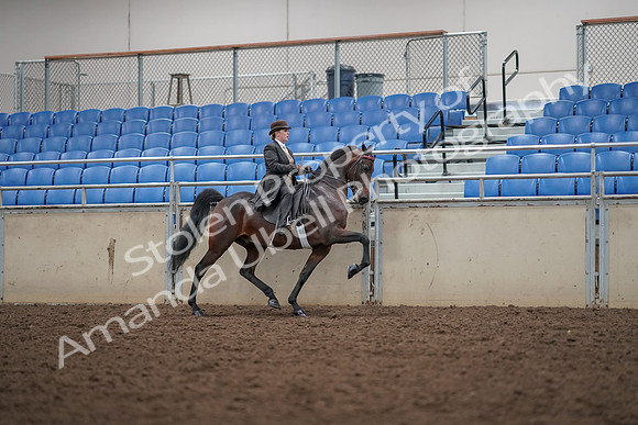 2019 Morgan Horse Show - Aug 30, 2019 - 28213