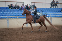 2019 Morgan Horse Show - Aug 31, 2019 - 20352