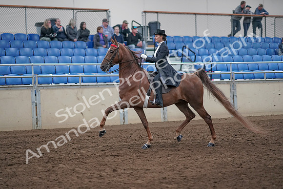 2019 Morgan Horse Show - Aug 31, 2019 - 20352