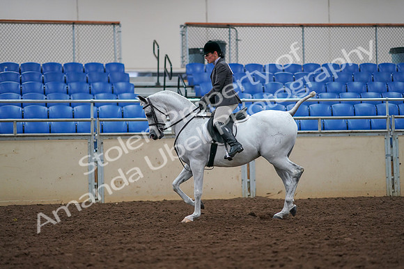 2019 Morgan Horse Show - Aug 30, 2019 - 17371