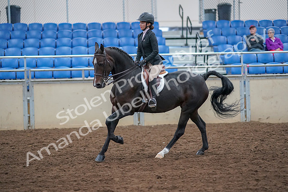 2019 Morgan Horse Show - Aug 30, 2019 - 20547