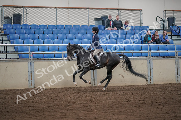 2019 Morgan Horse Show - Aug 31, 2019 - 05081