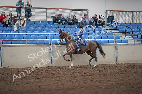 2019 Morgan Horse Show - Aug 31, 2019 - 20442