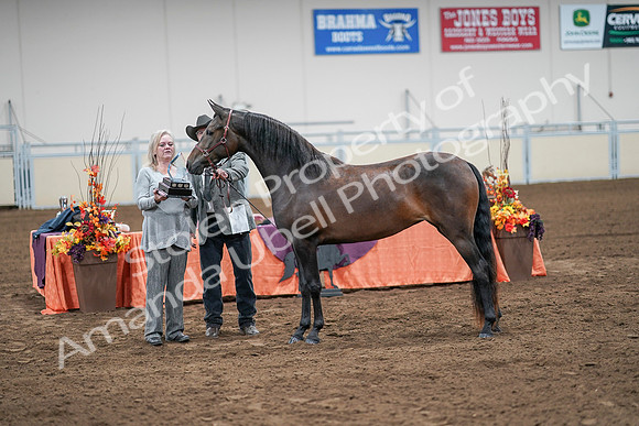 2020 - AB Morgan Horse - Sat, Sept 05 - 00306