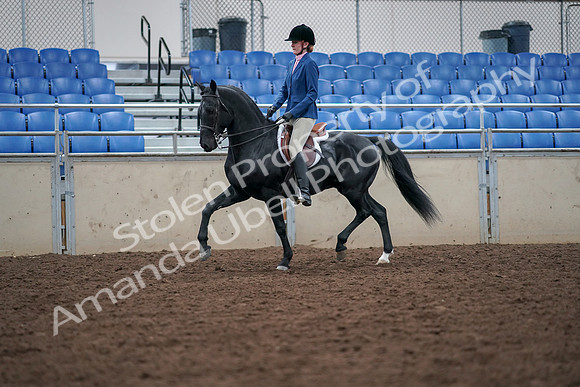 2019 Morgan Horse Show - Aug 30, 2019 - 18347