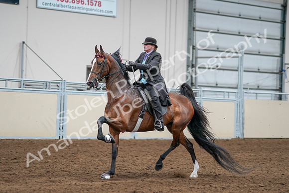 2020 - AB Morgan Horse - Sat, Sept 05 - 13168