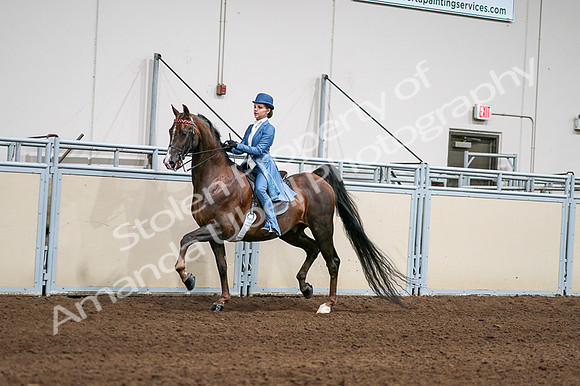 2020 - AB Morgan Horse - Fri, Sept 04 - 04928
