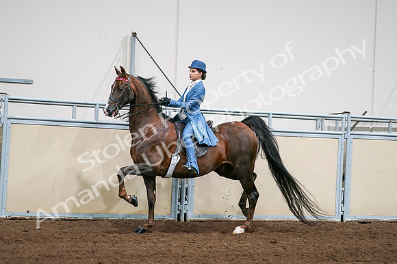 2020 - AB Morgan Horse - Fri, Sept 04 - 04945