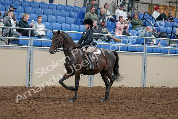 2020 - AB Morgan Horse - Sun, Sept 06 - 07882